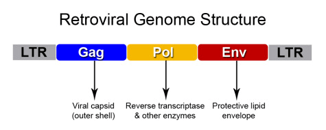 Структура генома ретровируса