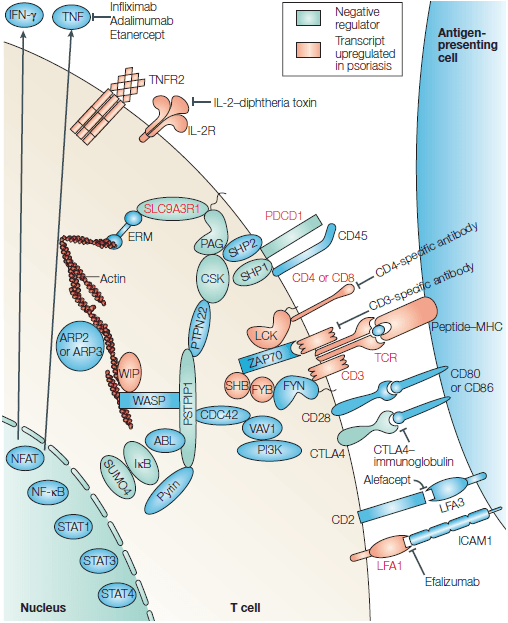 Схема взаимодействия Т-клетки с антигенпредставляющей клеткой