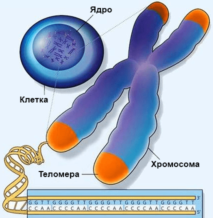 Хромосома и теломера