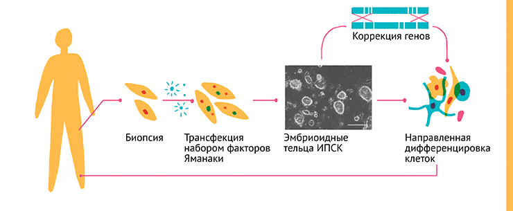 Схема получения и изображение эмбриоидных телец ИПСК