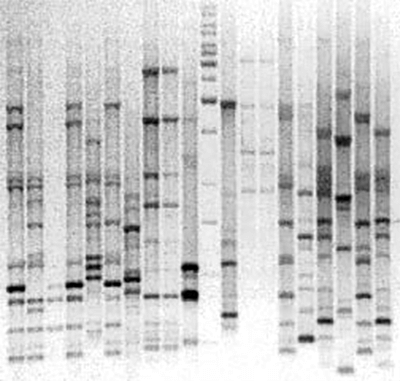 Результаты BOX-PCR