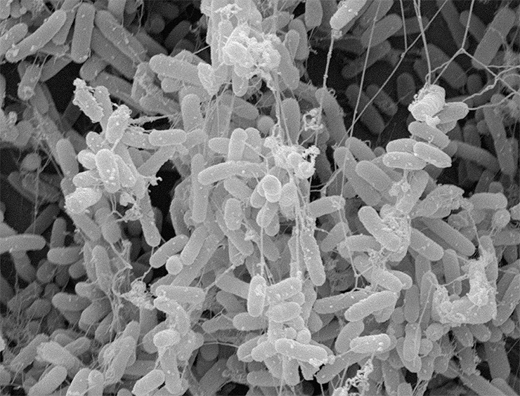 Микрофотография биопленки Escherichia coli