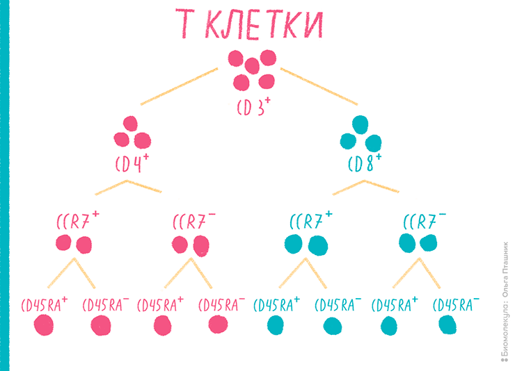 Схема дифференцировки Т-клеток