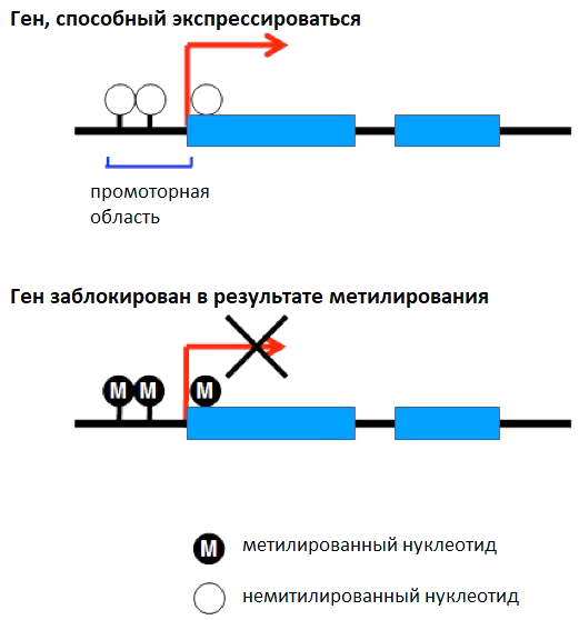 Результат метилирования ДНК