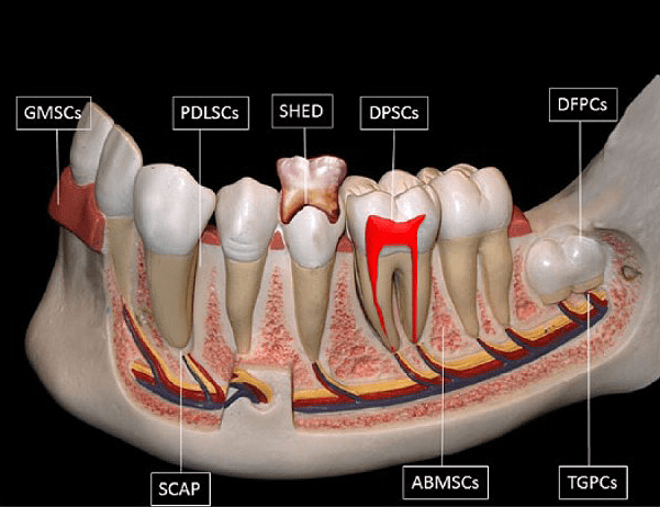 Стволовые клетки зуба