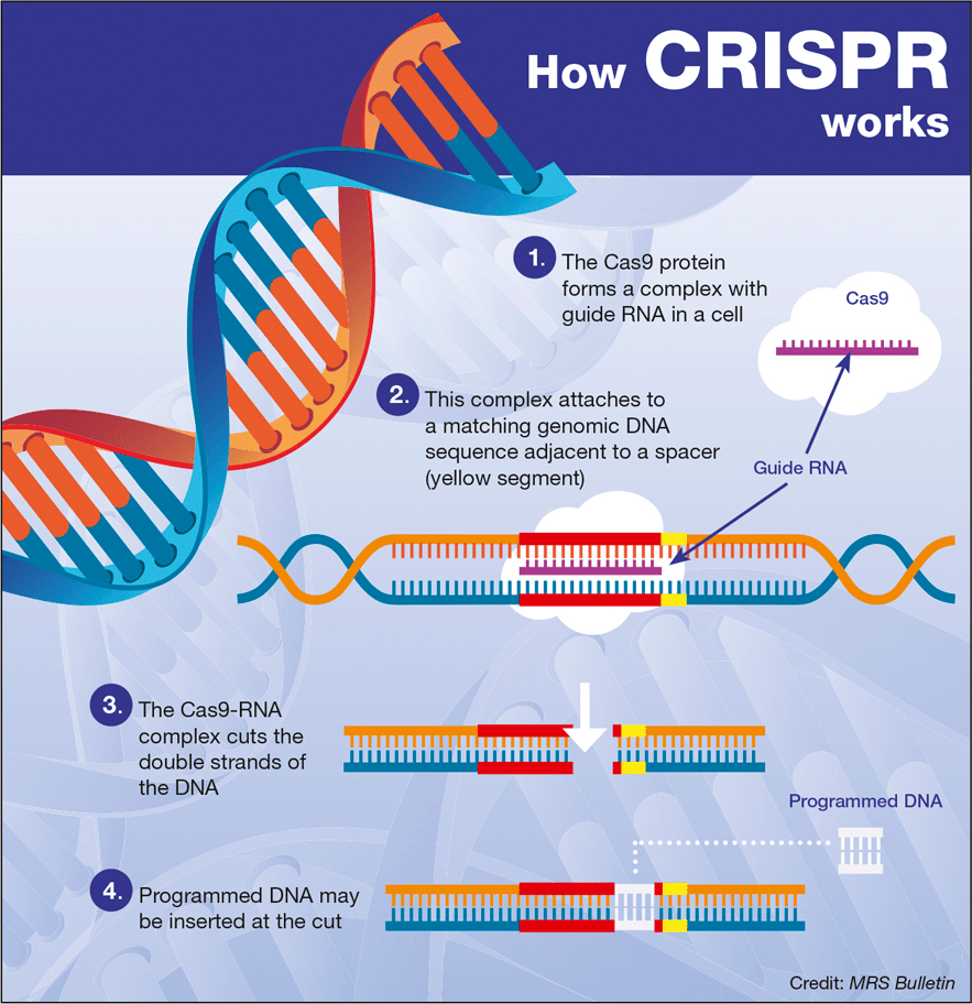 Схема работы CRISPR/Cas9
