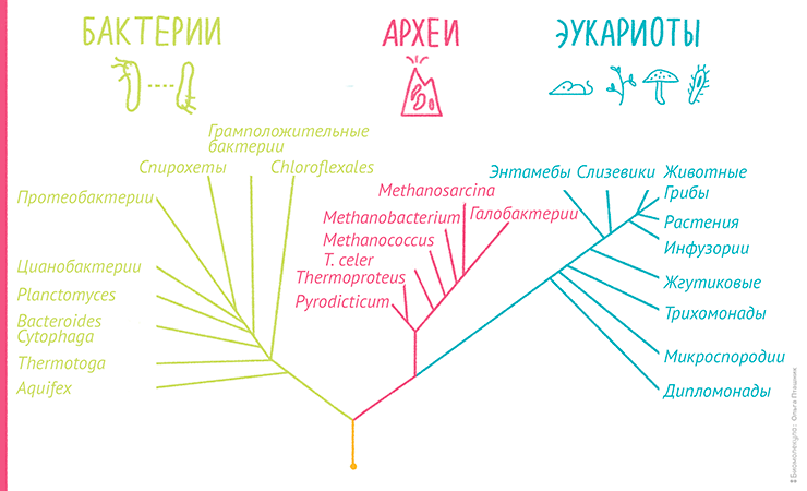 Пример филогенетического дерева