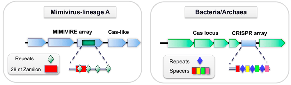 MIMIVIRE и CRISPR/Cas