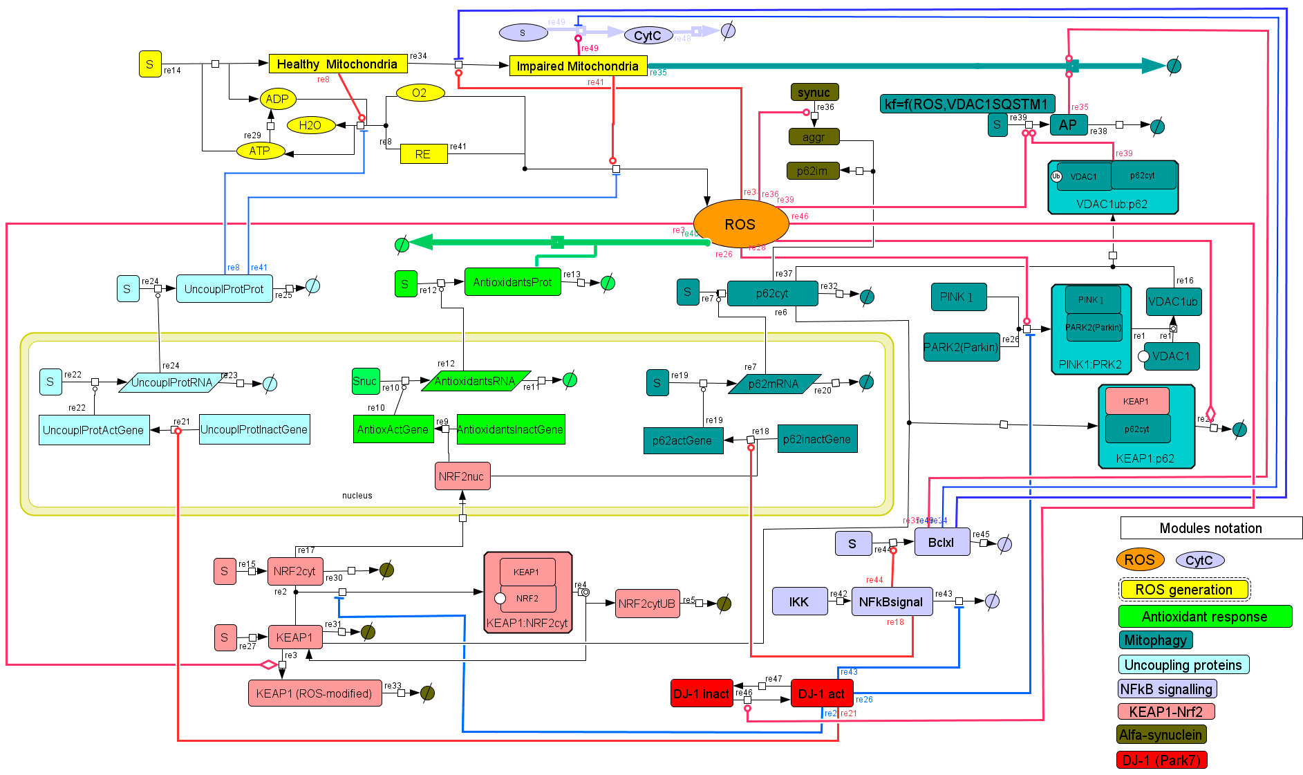 Схема регуляции АФК в клетке, включающая АТФ и ядро