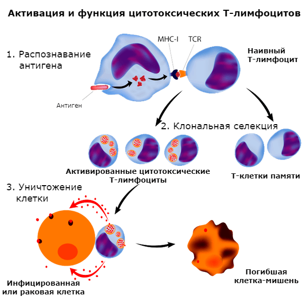 Активация T-лимфоцита