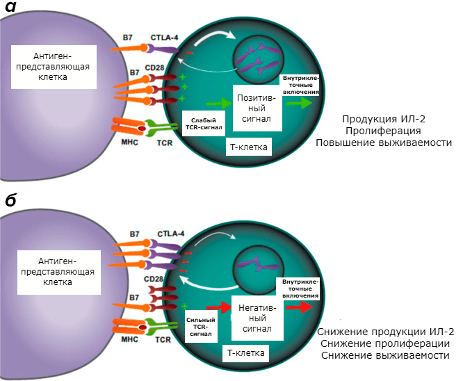 CTLA-4-опосредованное ингибирование T-клеток