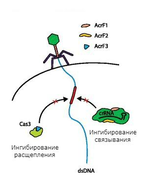 Механизмы защиты фагов от системы CRISPR-Cas