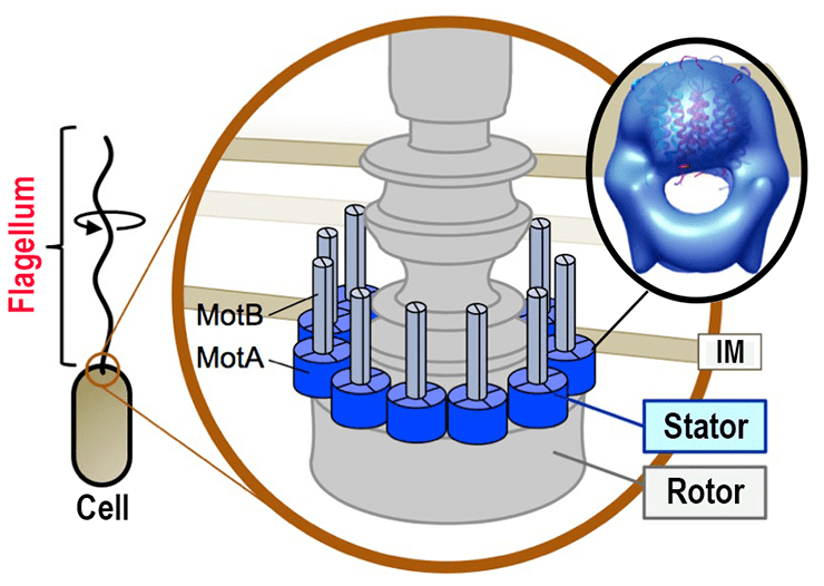 Роль протеинов MotA и MotB