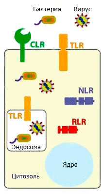 Разновидности рецепторов опознавания паттернов в клетках эукариот