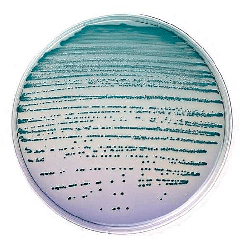 Культура бактериальных клеток на чашке Петри