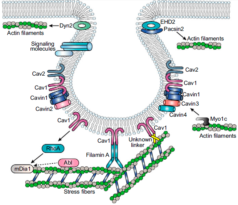 Связь кавеол со стресс-фибриллами и актиновым цитоскелетом