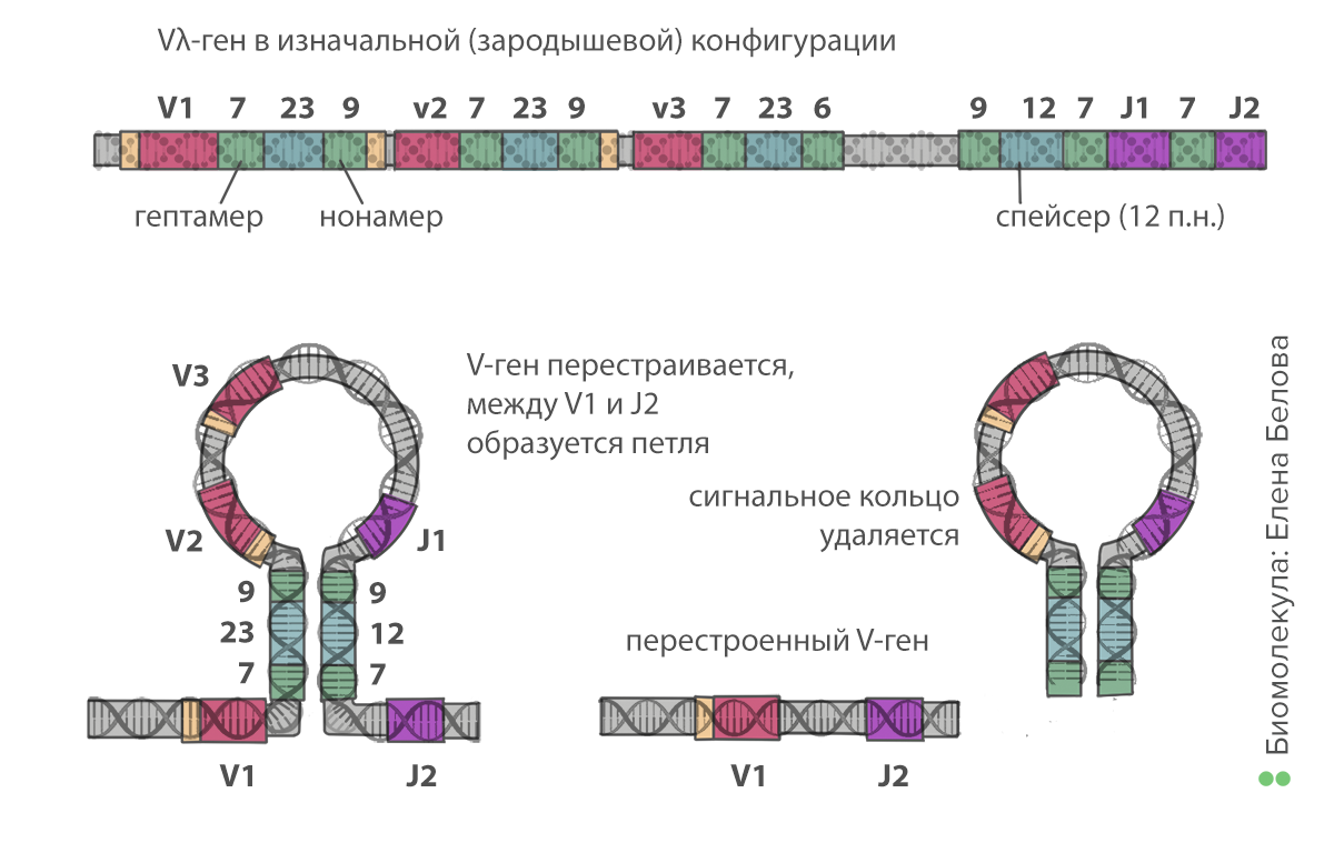 Рекомбинация генов иммуноглобулинов