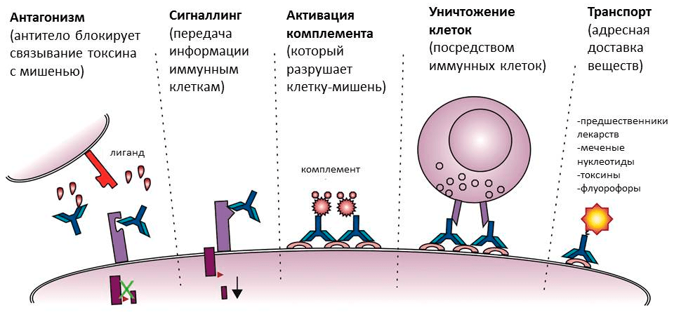 Разнообразие функций антител