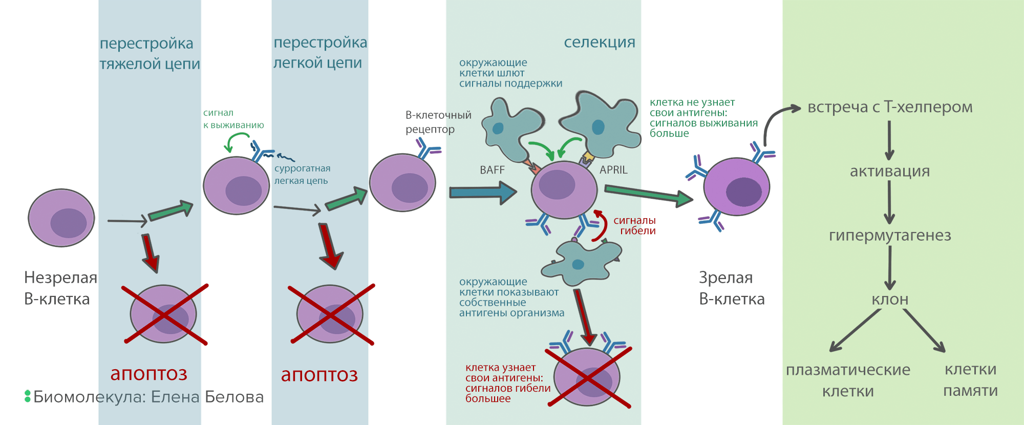 Схема развития В-клеток