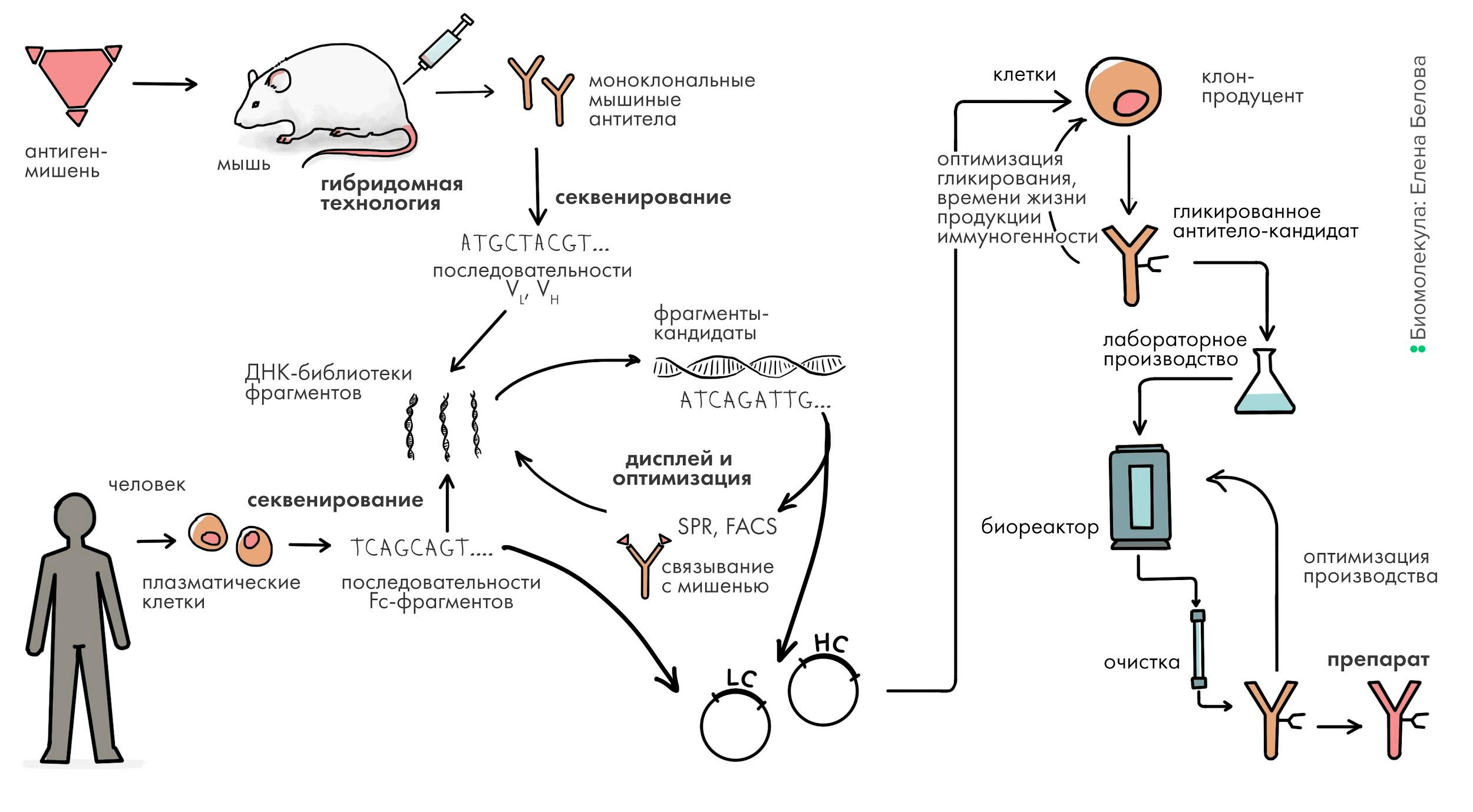Общая схема разработки антитела