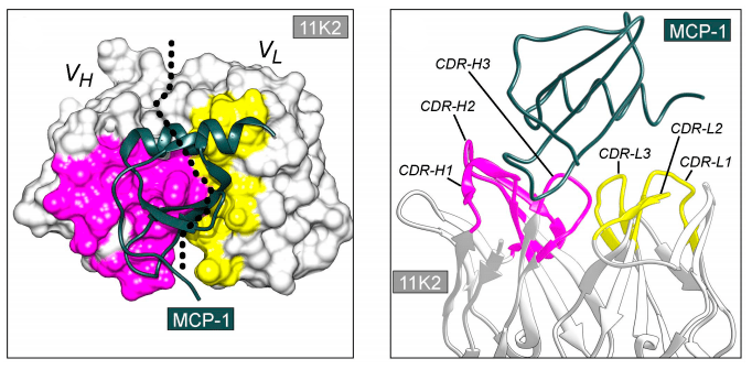 Комплекс антитела 11К2 и антигена MCP-1