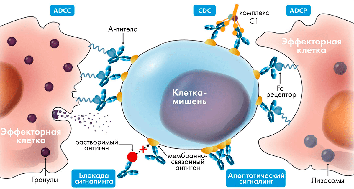 Различные механизмы действия антител