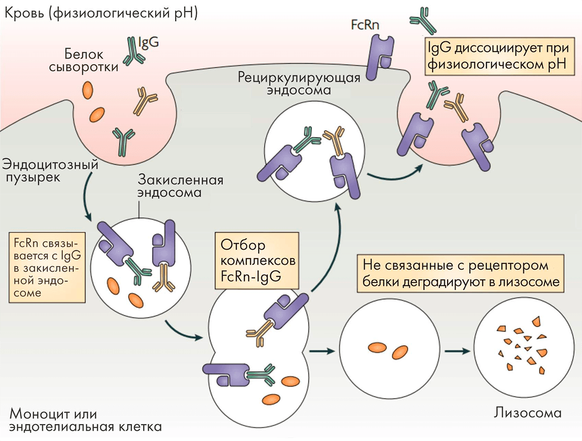 Взаимодействие антител с рецептором FcRn