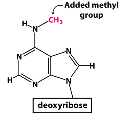 Метилированный аденозин