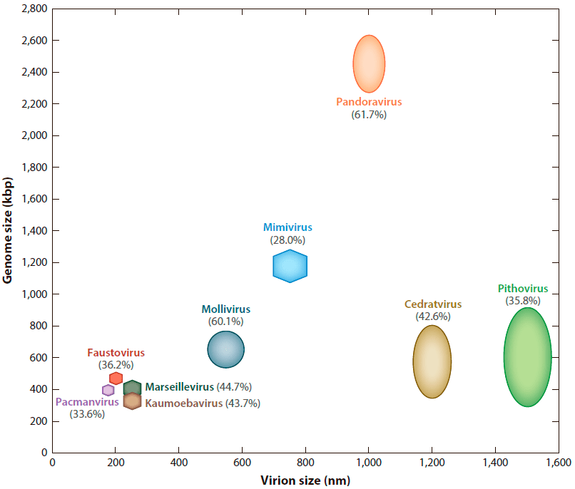 Распределение размеров вирионов и геномов некоторых гигантских вирусов