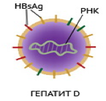 Строение вируса гепатита D