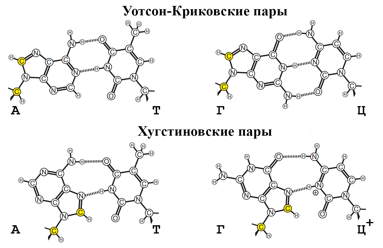 Разница в образовании хугстиновской и уотсон-криковской комплементарных нуклеотидных пар