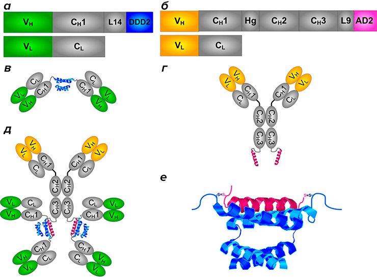 Получение гексавалентных антител методом dock-and-lock