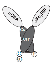 Схема биспецифического антитела на основе доменов антител ламы