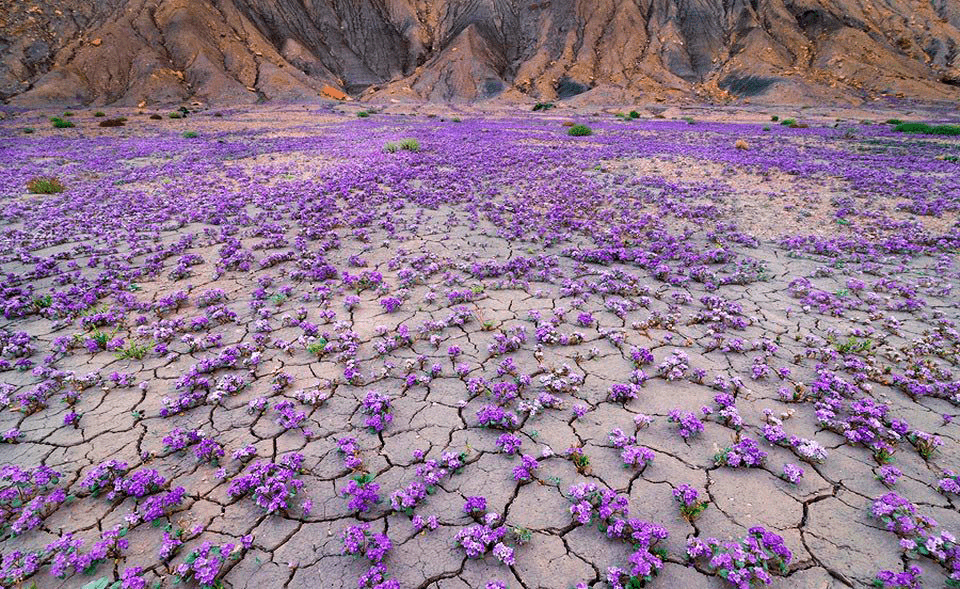 Чилийская пустыня после дождя