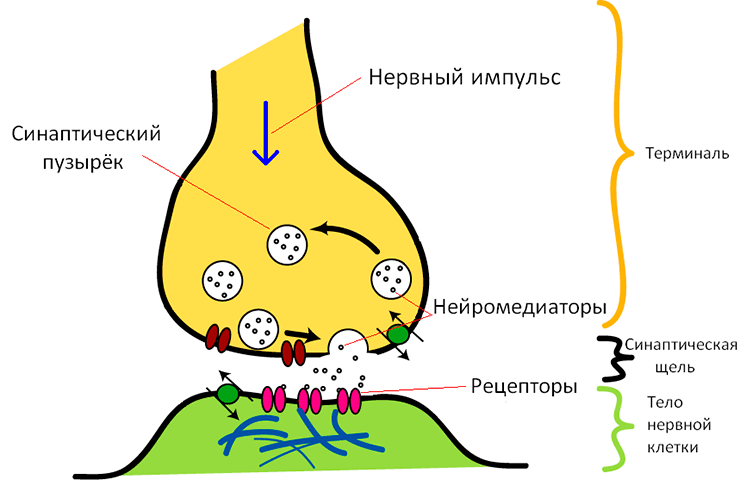 Химический синапс