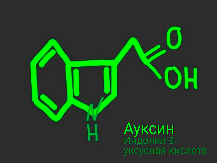 Молекула ауксина
