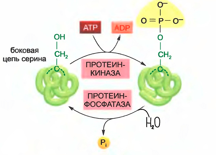 Регуляция активности фермента парой фосфатаза/киназа