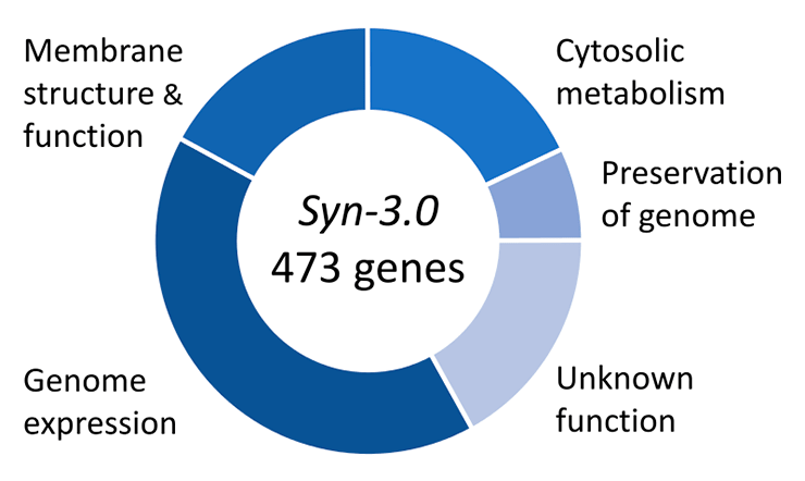 Функции генов M. mycoides
