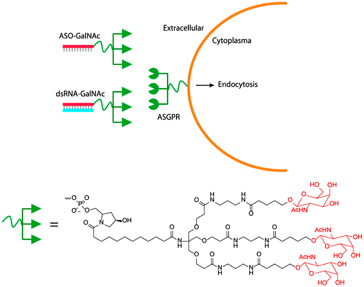 Конъюгация GalNAc c двойной цепочкой РНК