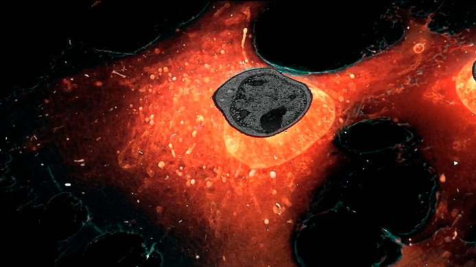 Трехмерная модель клетки, созданная с помощью ФИЛ-СЭМ