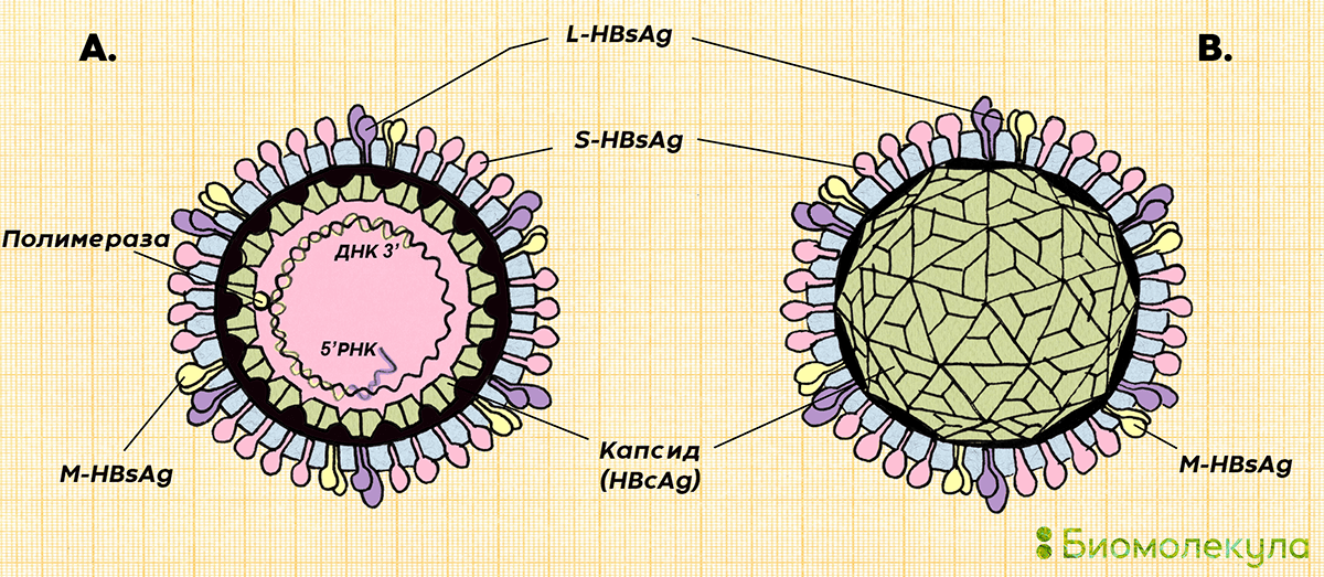 Строение вирусной частицы вируса гепатита В