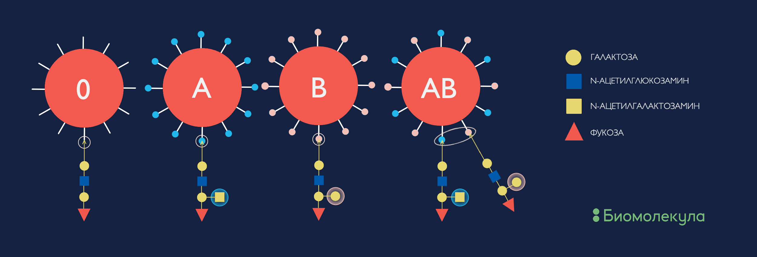 Углеводные детерминанты системы групп крови AB0