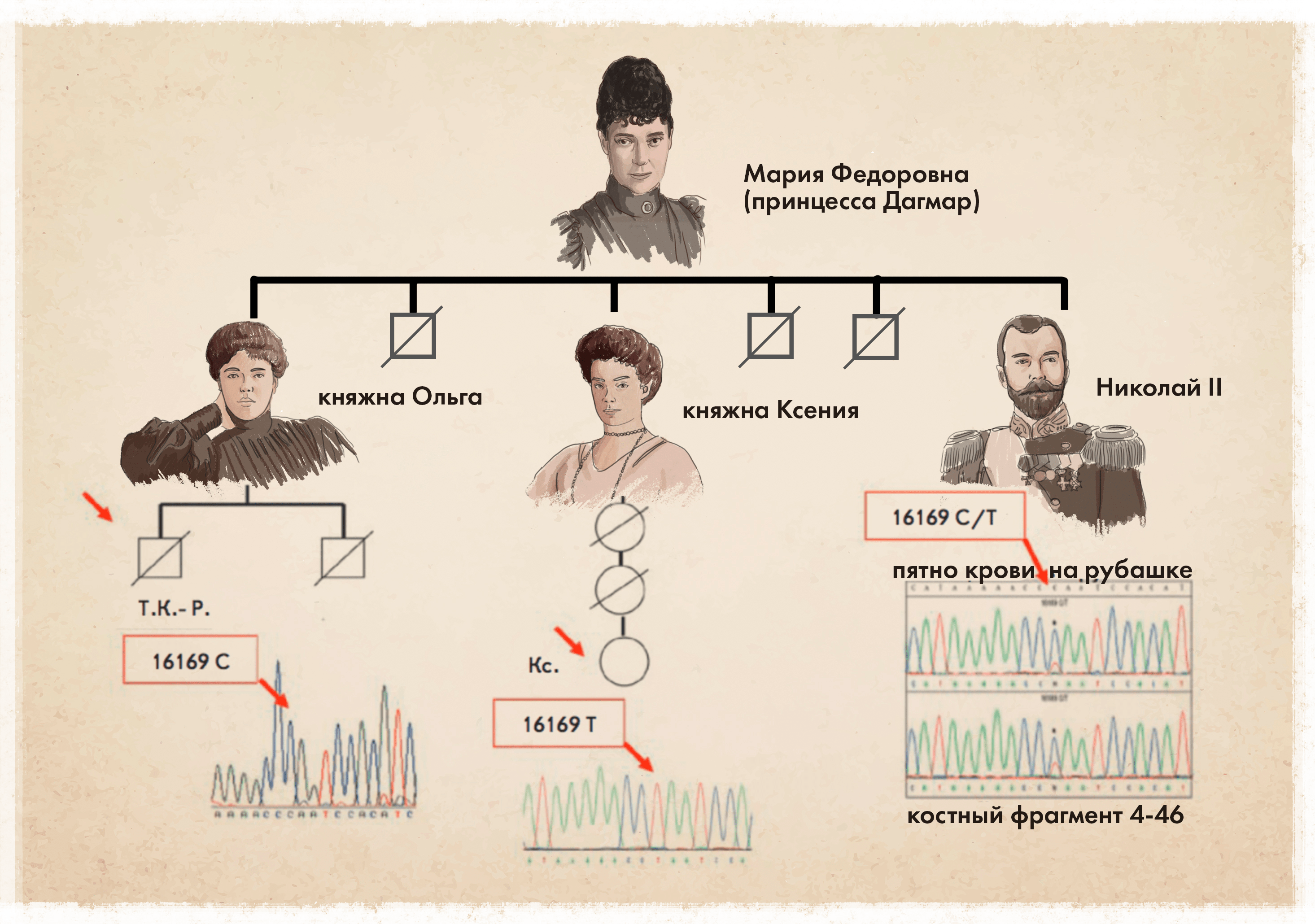 Анализ гетероплазмии в митохондриальных (материнских) линиях императора Николая II