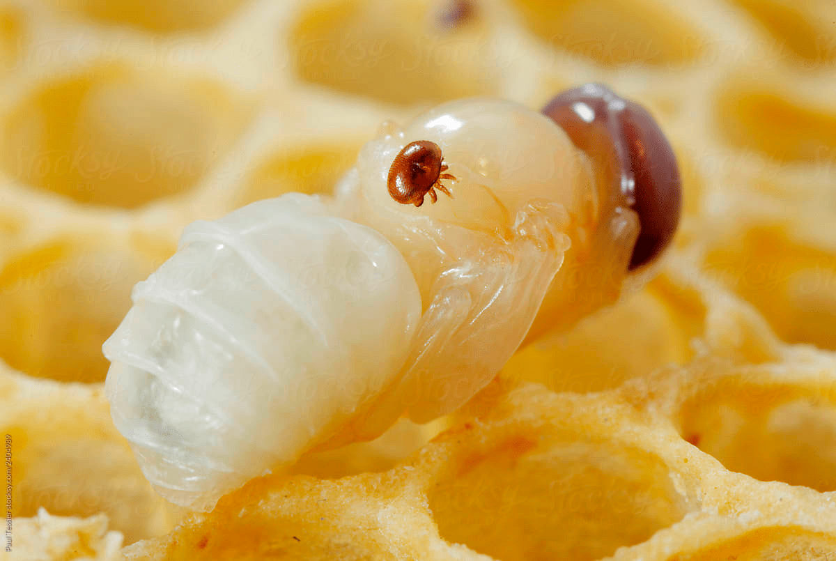 Клещ паразитирует на личинке медоносной пчелы