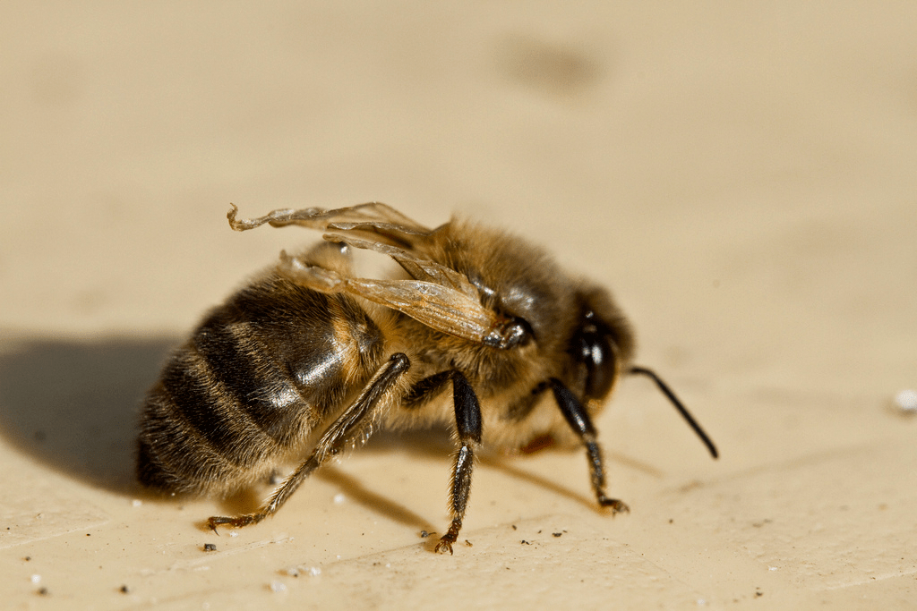 Медоносная пчела с деформированными крыльями