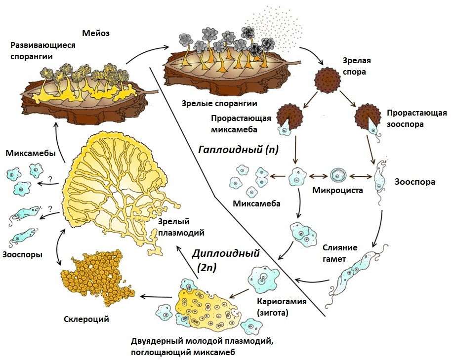 Гетероталличный жизненный цикл миксомицетов