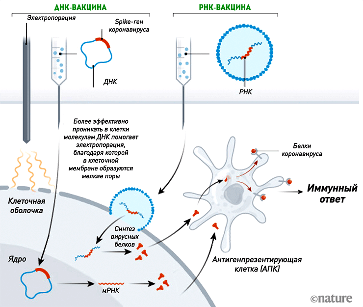 Механизм действия ДНК- и РНК-вакцин