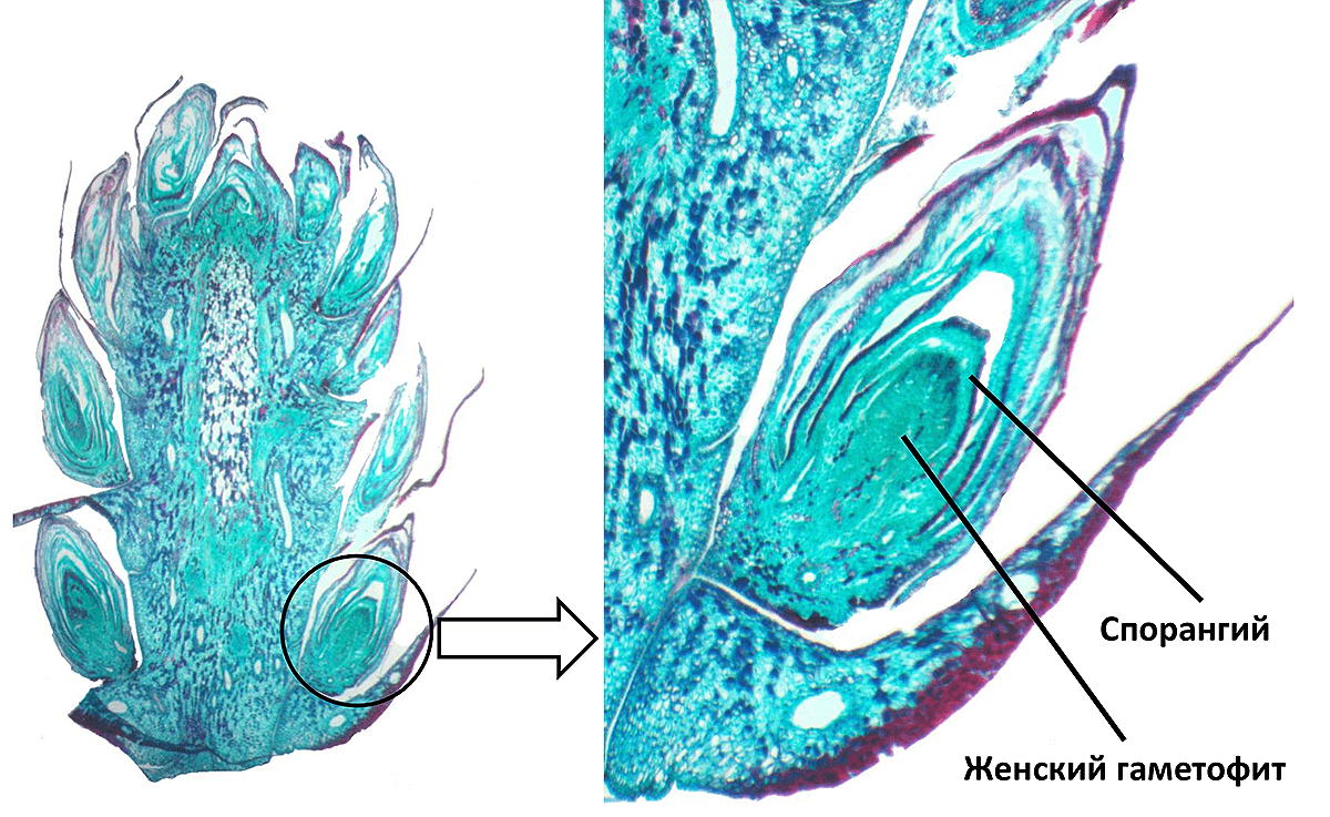 Микрофотография продольного среза женской шишки хвойного растения