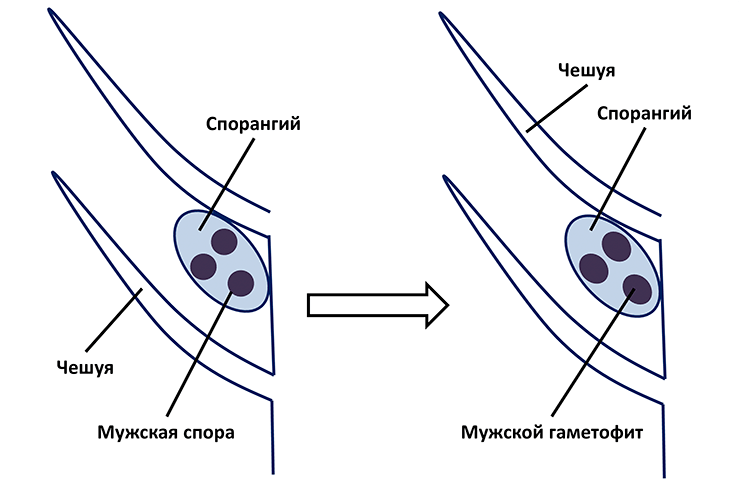 Схема строения мужской шишки хвойного растения