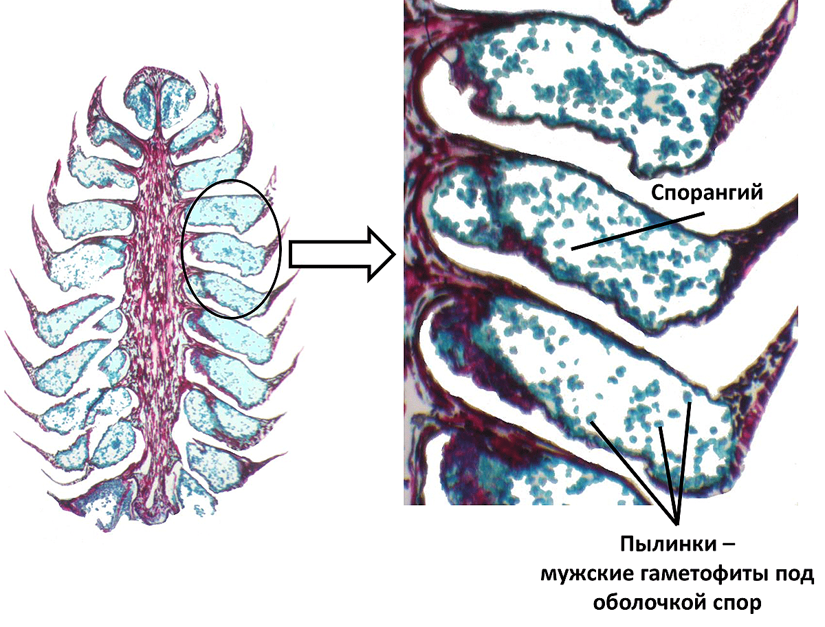 Микрофотография продольного среза мужской шишки хвойного растения